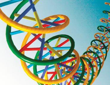 DNA Molecule